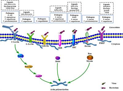 Hemocyte-Mediated Phagocytosis in Crustaceans